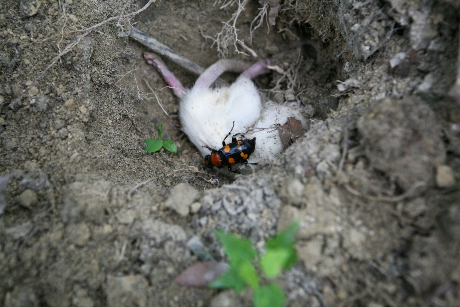 An American burying beetle on a rat carcass placed in a shallow hole in the soil during a reintroduction