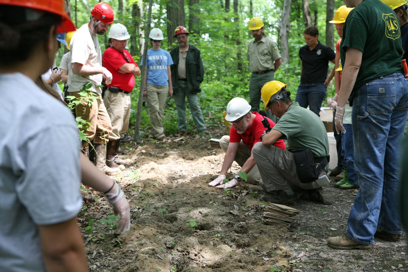Volunteers in hard hats kneeling in a forest, digging holes to release American burying beetles
