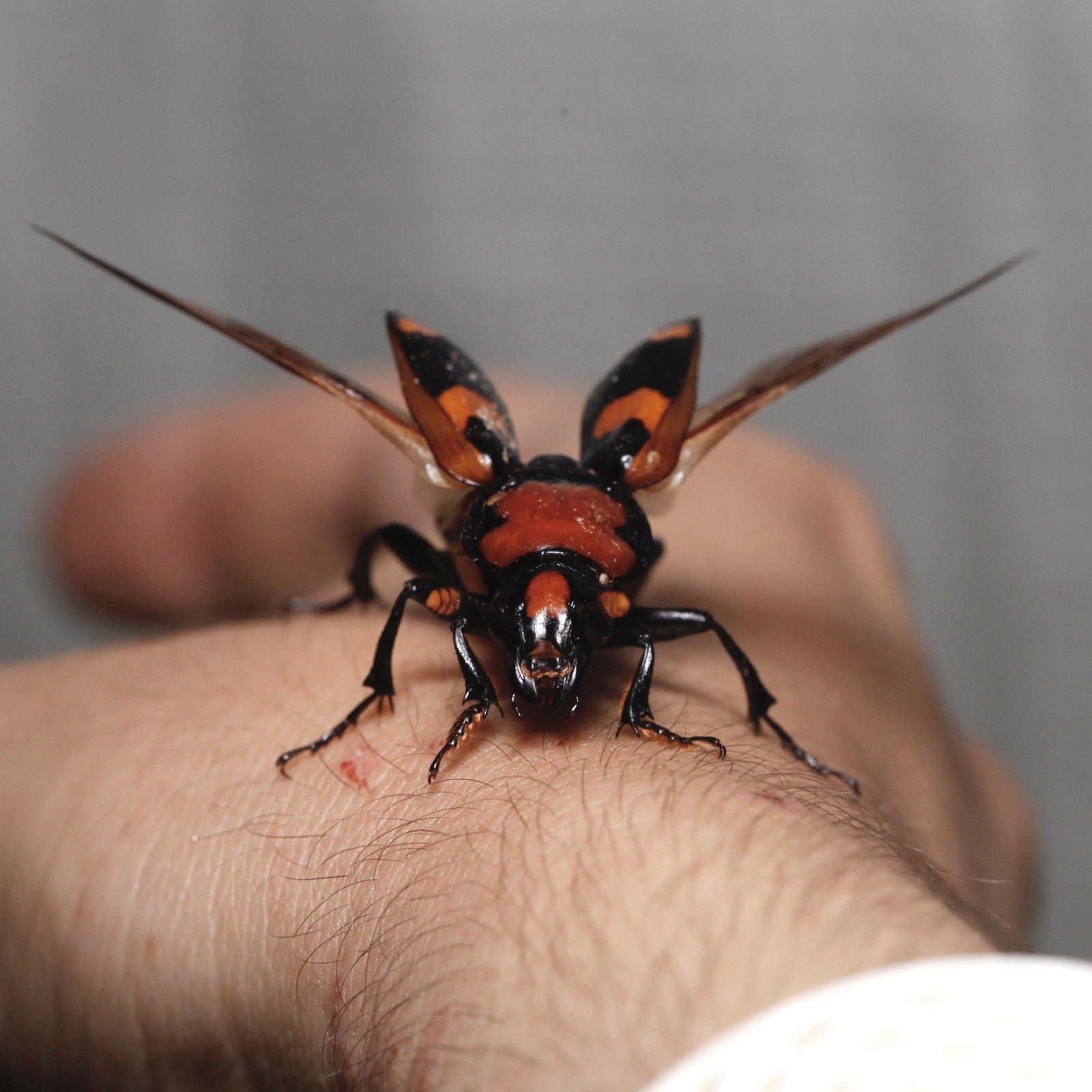 An American burying beetle with wings open, taking flight from a person's hand