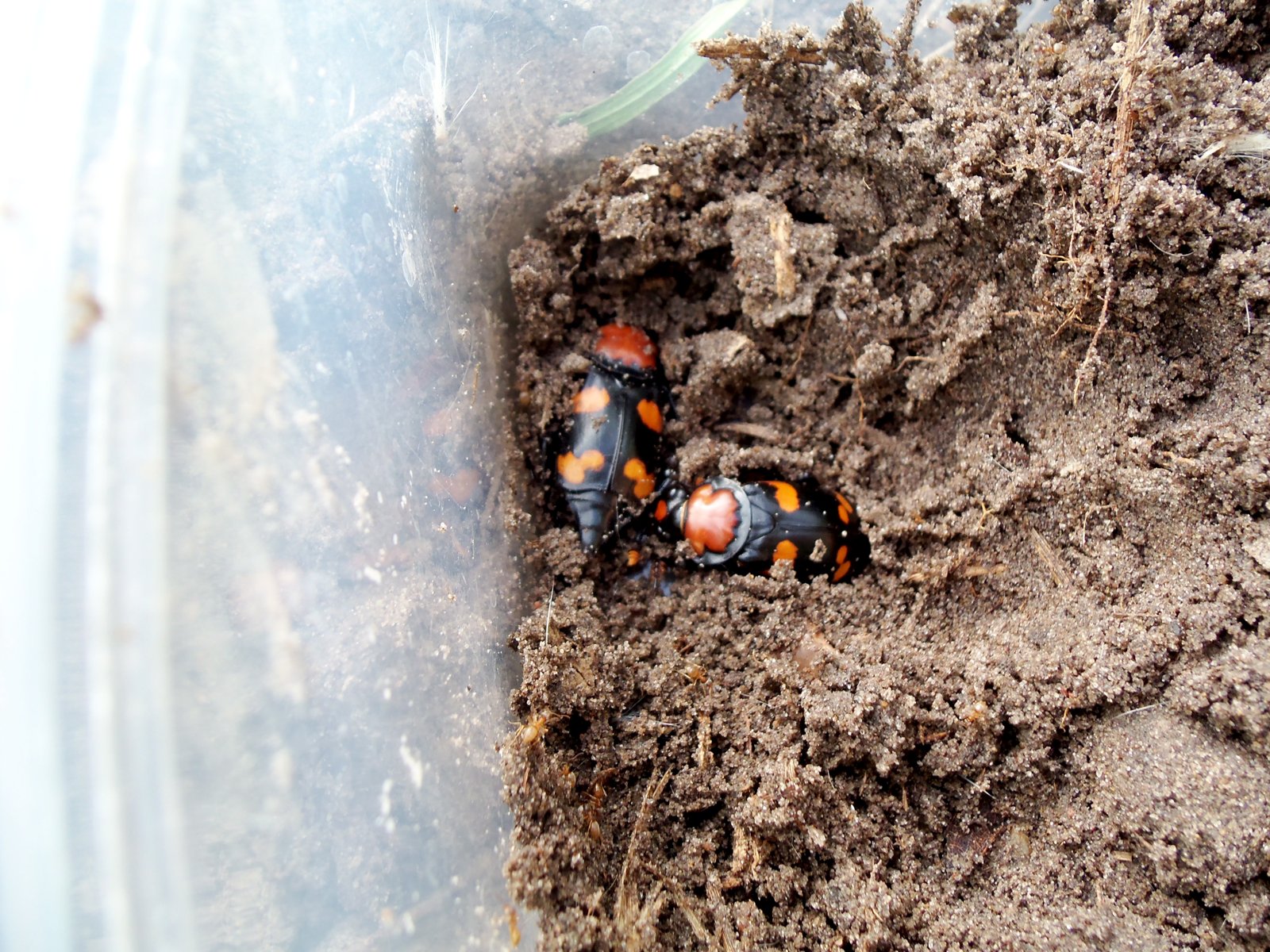 Two American burying beetles in soil inside a survey container in Nebraska