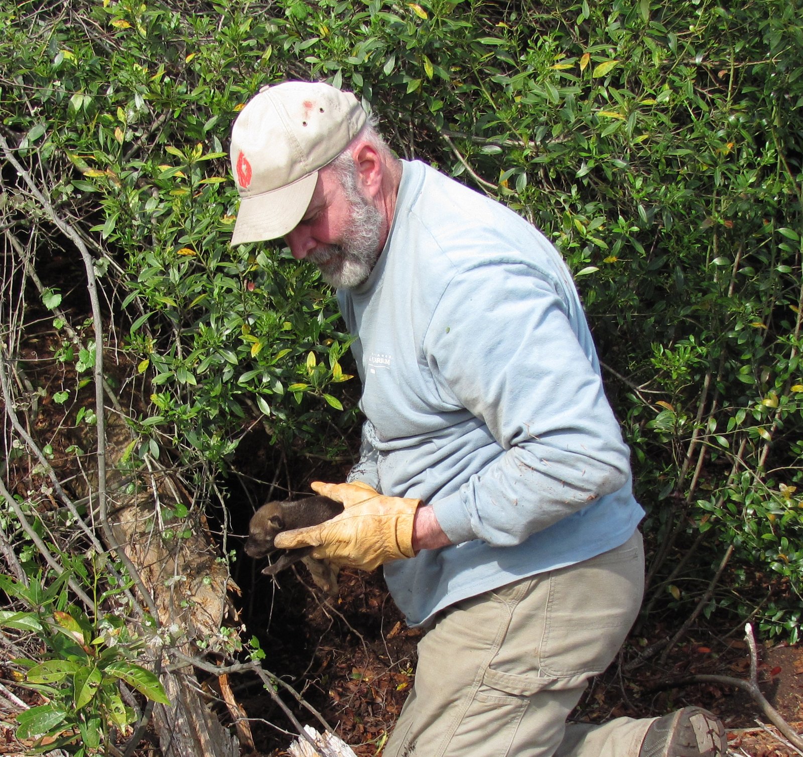 A Fish and Wildlife Service biologist gently holding a red wolf pup
