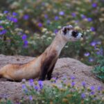 A black-footed ferret peeks out of a burrow surrounded by purple wildflowers