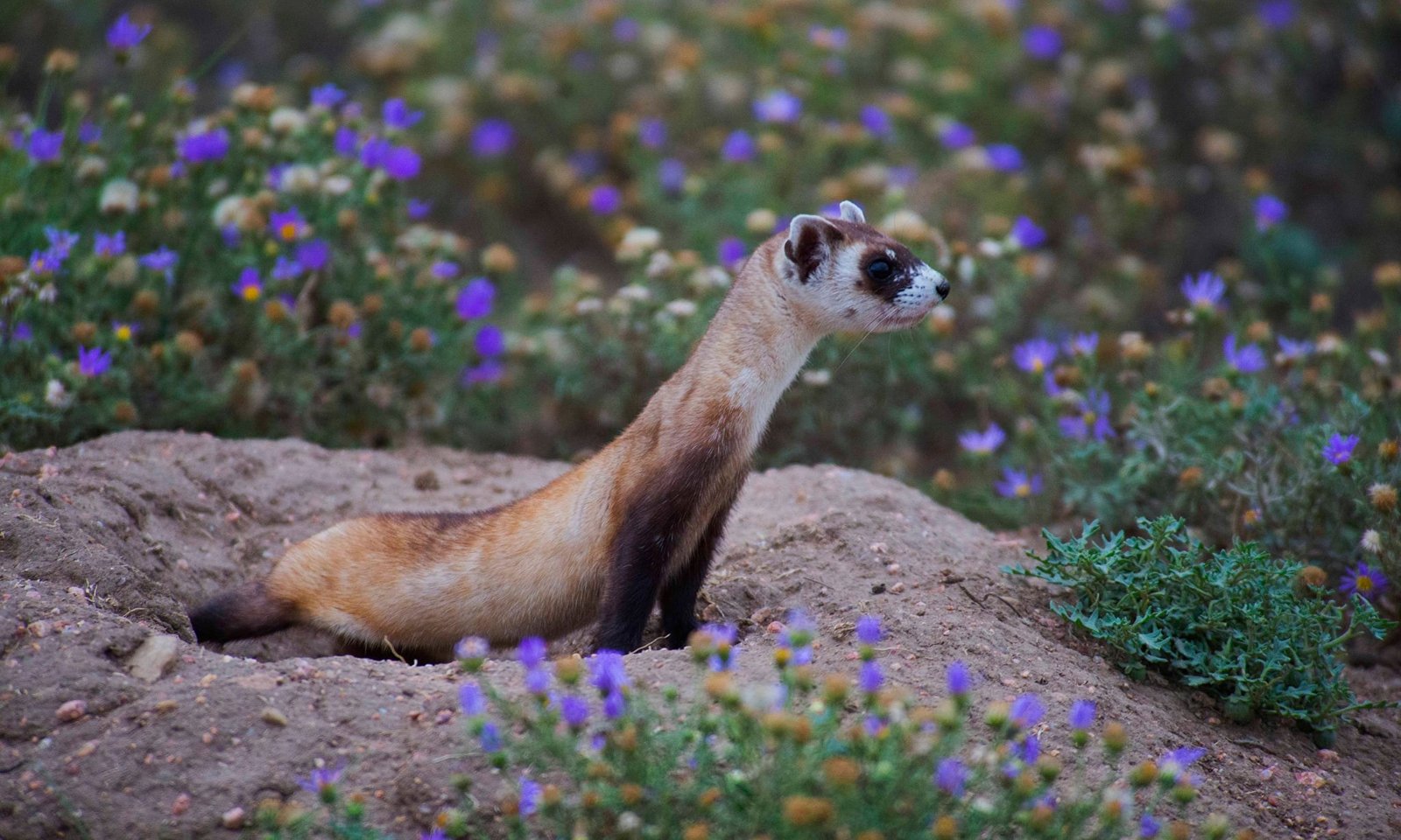 A black-footed ferret peeks out of a burrow surrounded by purple wildflowers