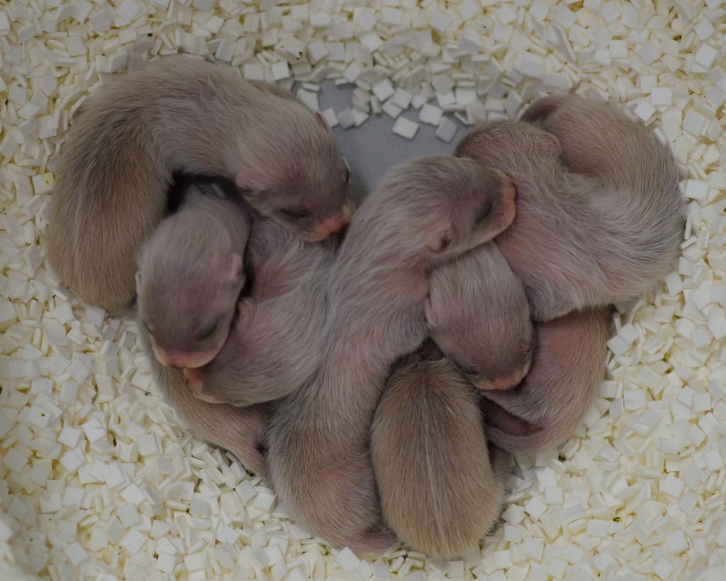 Several week-old black-footed ferret kits, pink and fuzzy, cuddled together in a heart shape