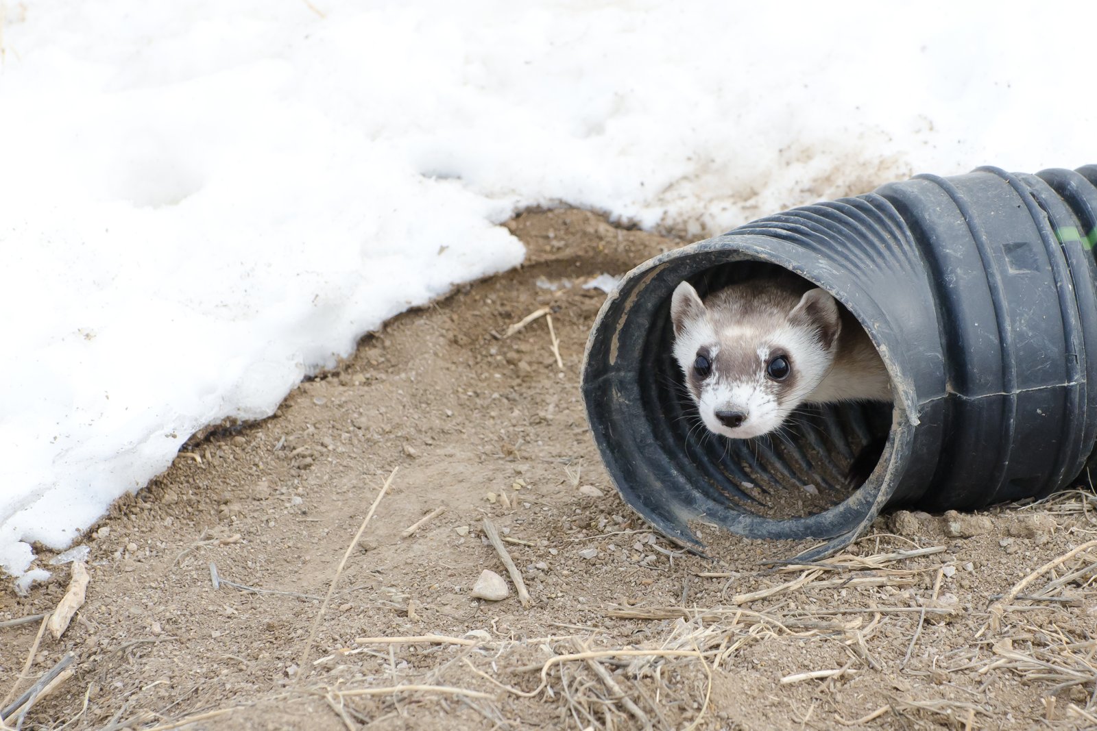 A black-footed ferret peeks out of a tunnel opening in a snowy outdoor pen