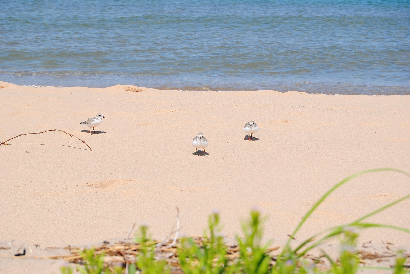 Three young piping plovers run across a beach after being released