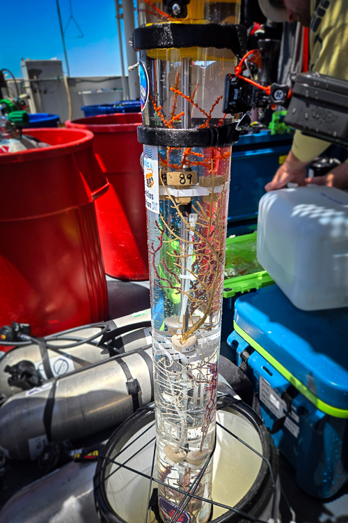 Coral samples inside a coral torpedo ready for seafloor outplanting
