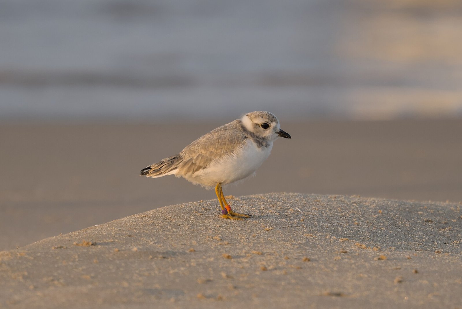 A young banded piping plover stands on a mound of sand at sunrise on a Chicago beach