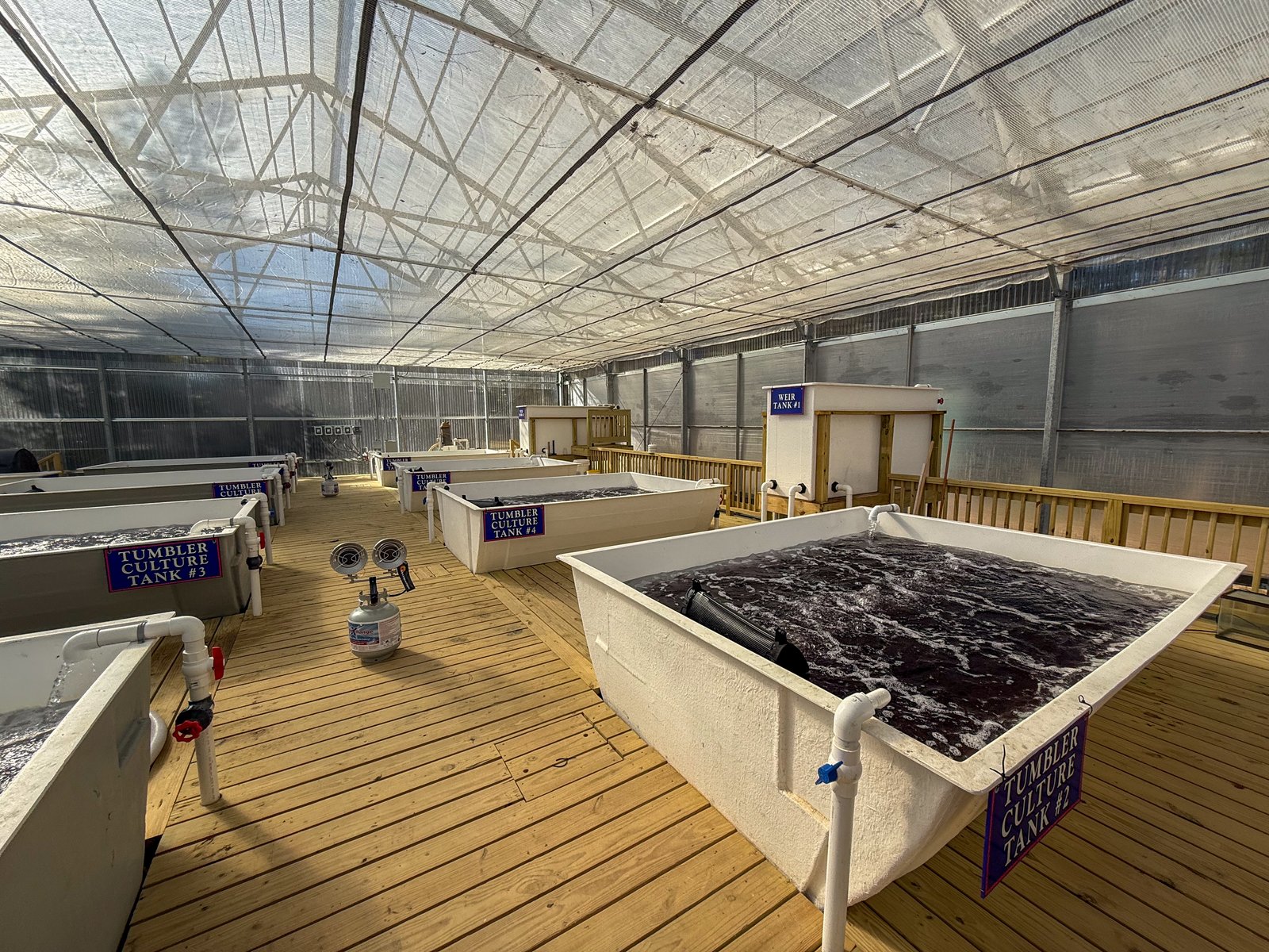 Temporary holding facility for cold-stunned turtles at Gulf Specimen Marine Laboratory