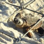 A tiny loggerhead sea turtle hatchling crawls out of a nest under a protective wire screen