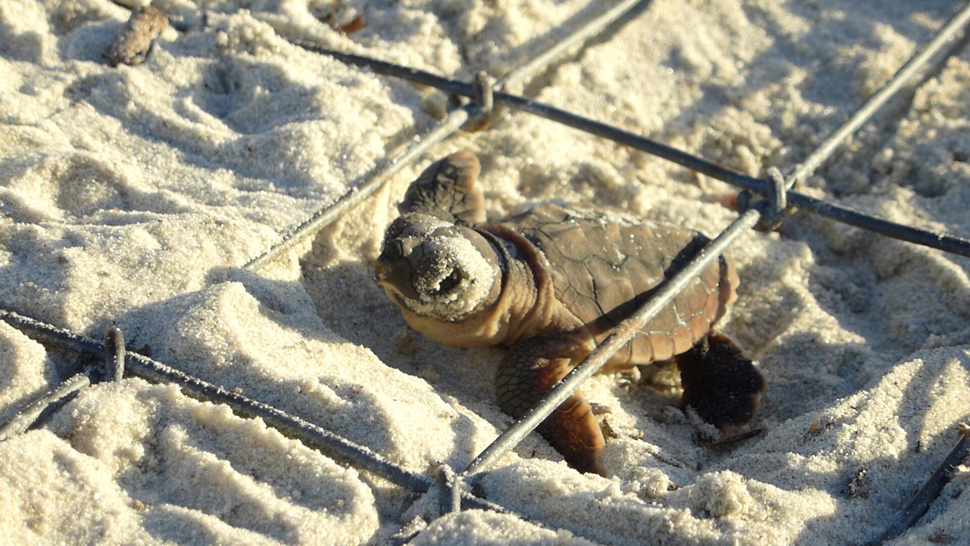A tiny loggerhead sea turtle hatchling crawls out of a nest under a protective wire screen