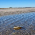 Cold-stunned green turtle floating in shallow water in St. Joseph Bay, Florida