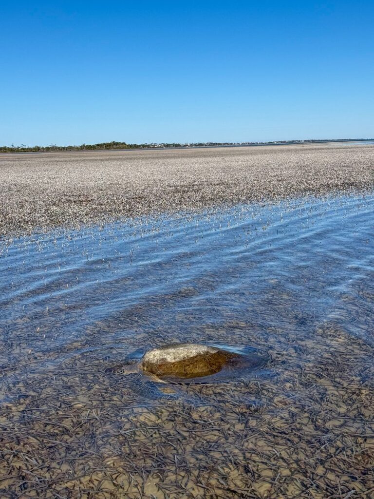 Cold-stunned green turtle floating in shallow water in St. Joseph Bay, Florida
