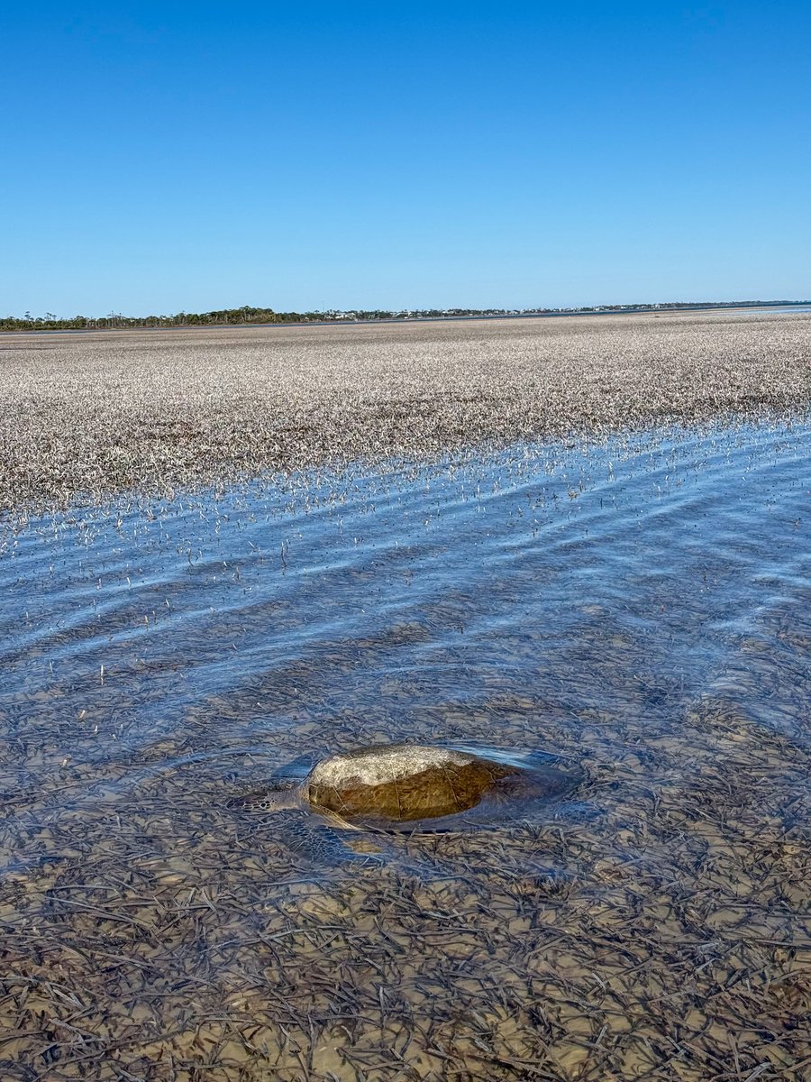 Cold-stunned green turtle floating in shallow water in St. Joseph Bay, Florida