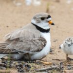 Adult Great Lakes piping plover with two chicks on sand