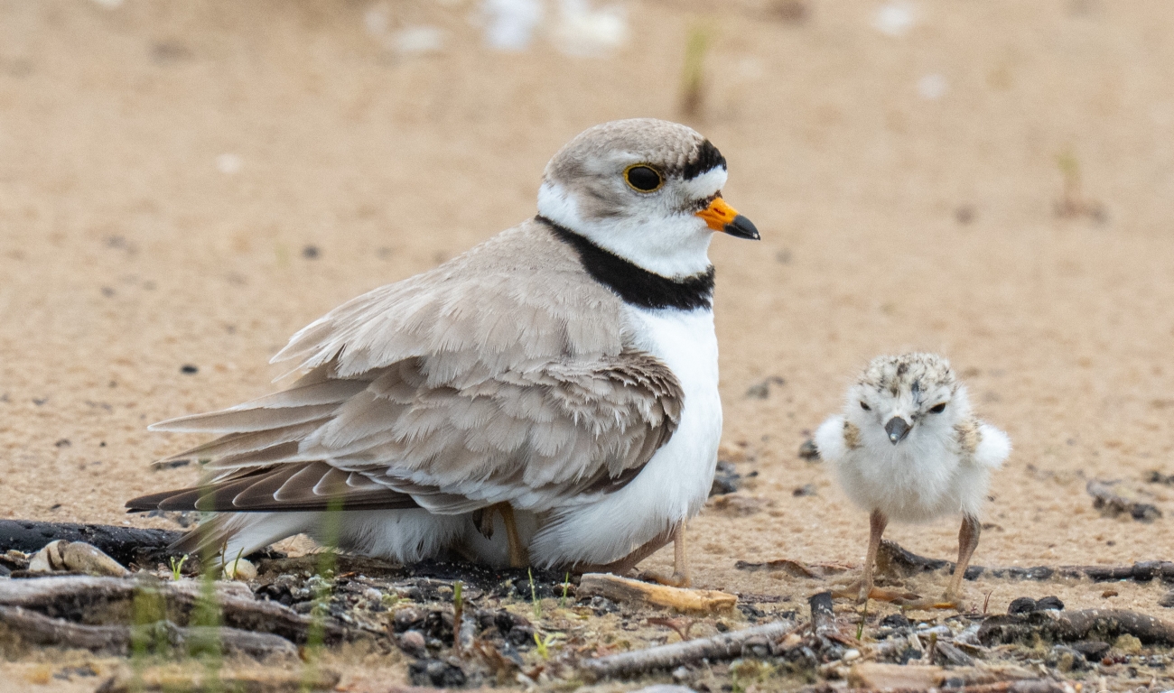 Adult Great Lakes piping plover with two chicks on sand
