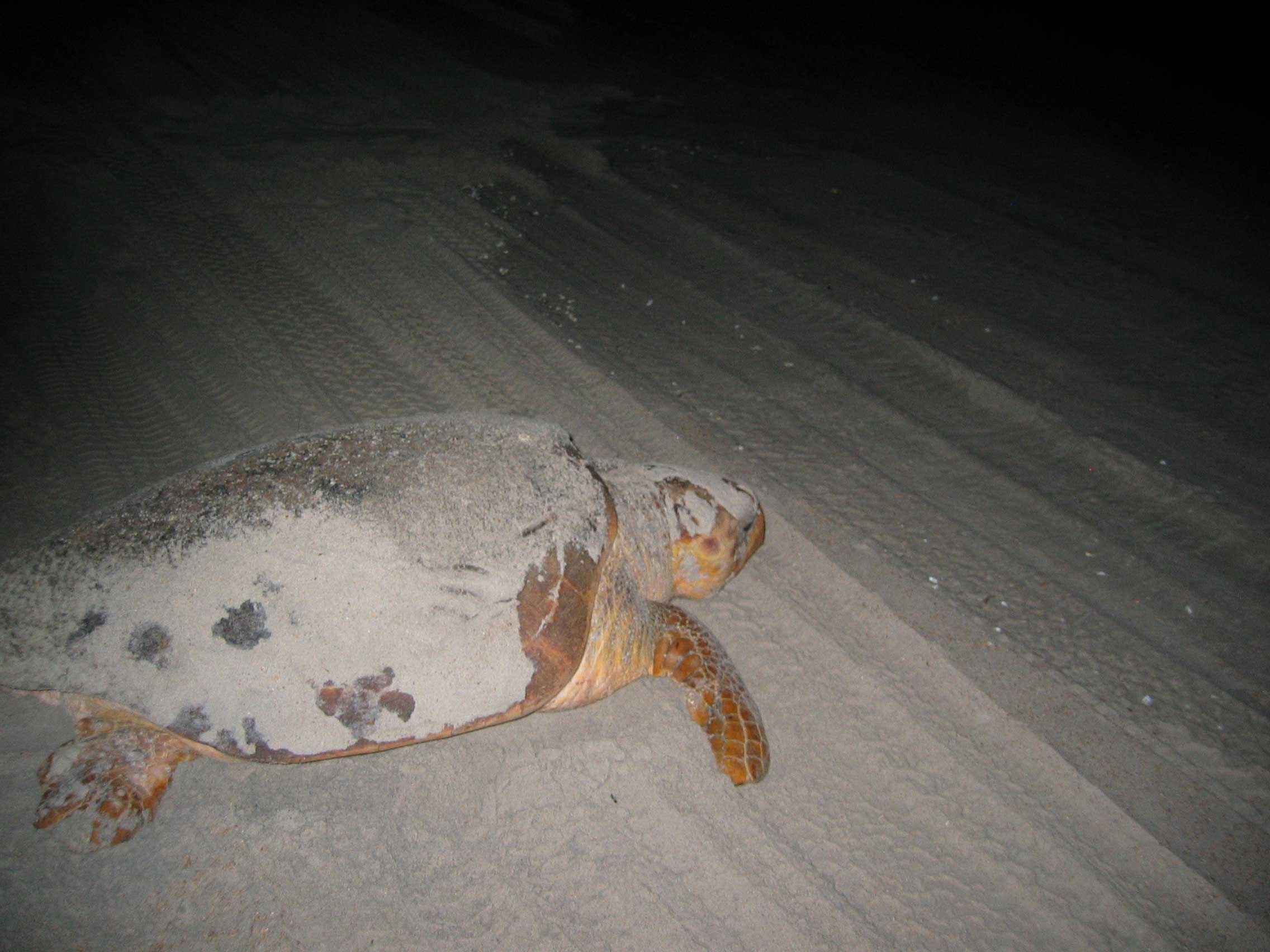 A large female loggerhead sea turtle covered in sand crawls back toward the ocean at night after laying eggs