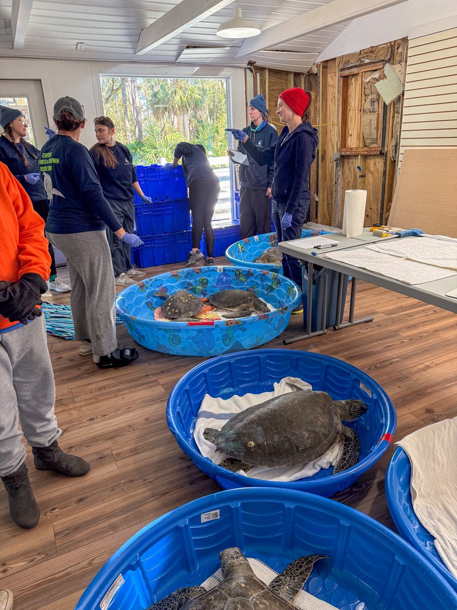 Responders prepare to measure and tag green turtles before release
