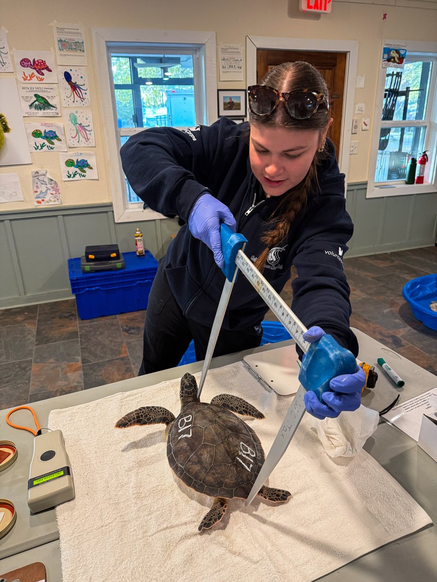 Intern measures a juvenile green turtle during intake