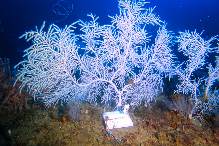 Large Muricea pendula coral on the seafloor