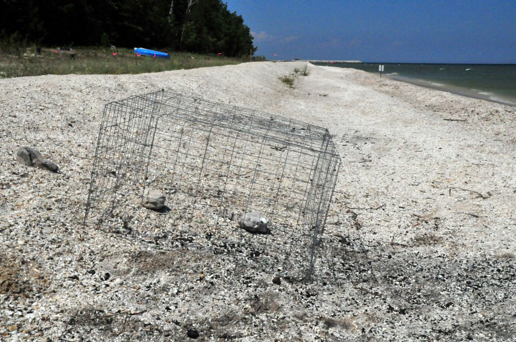 A small wire nest exclosure set over a piping plover nest on a pebbly beach