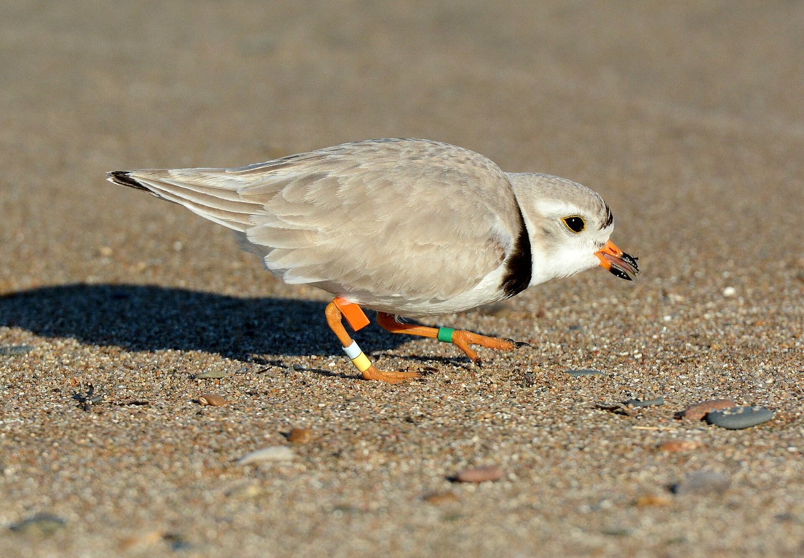 A piping plover searches for food on an exposed sandy beach