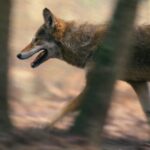 Red wolf walking through forest at Alligator River National Wildlife Refuge
