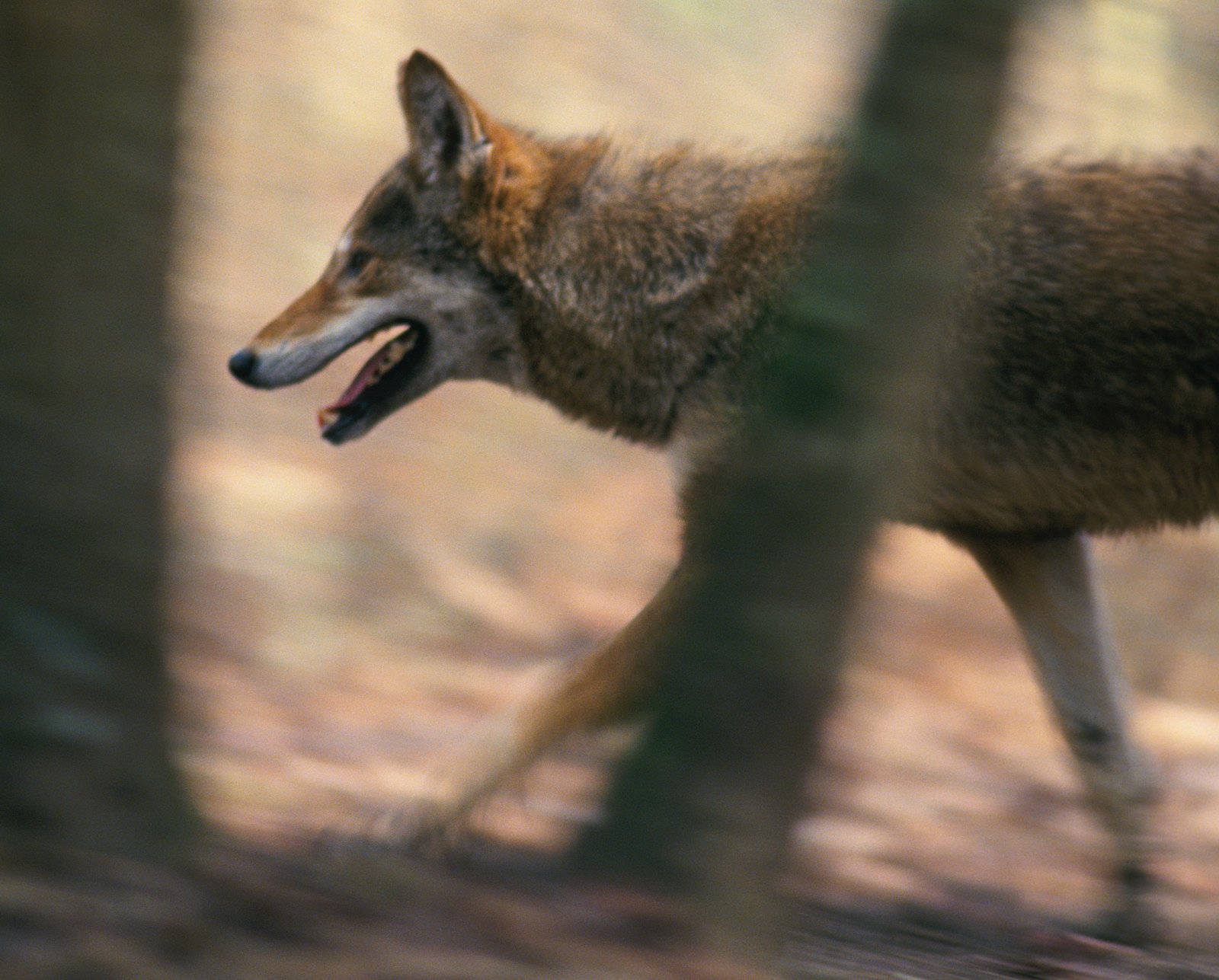 Red wolf walking through forest at Alligator River National Wildlife Refuge