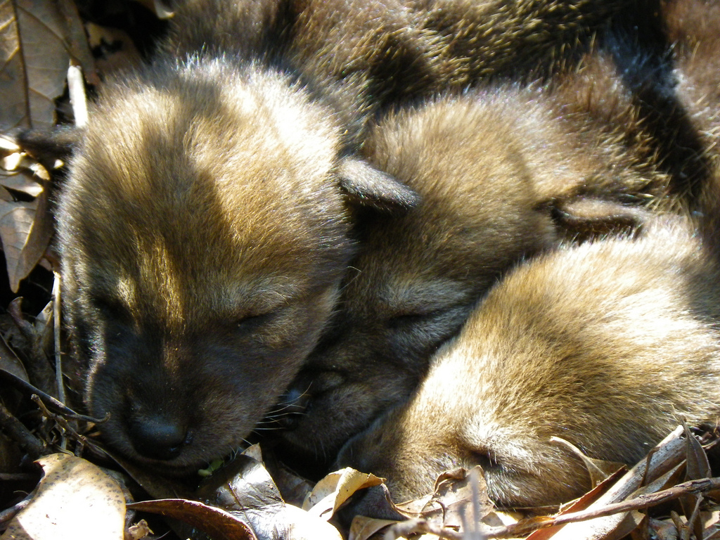 Two red wolf pups at Alligator River National Wildlife Refuge in North Carolina