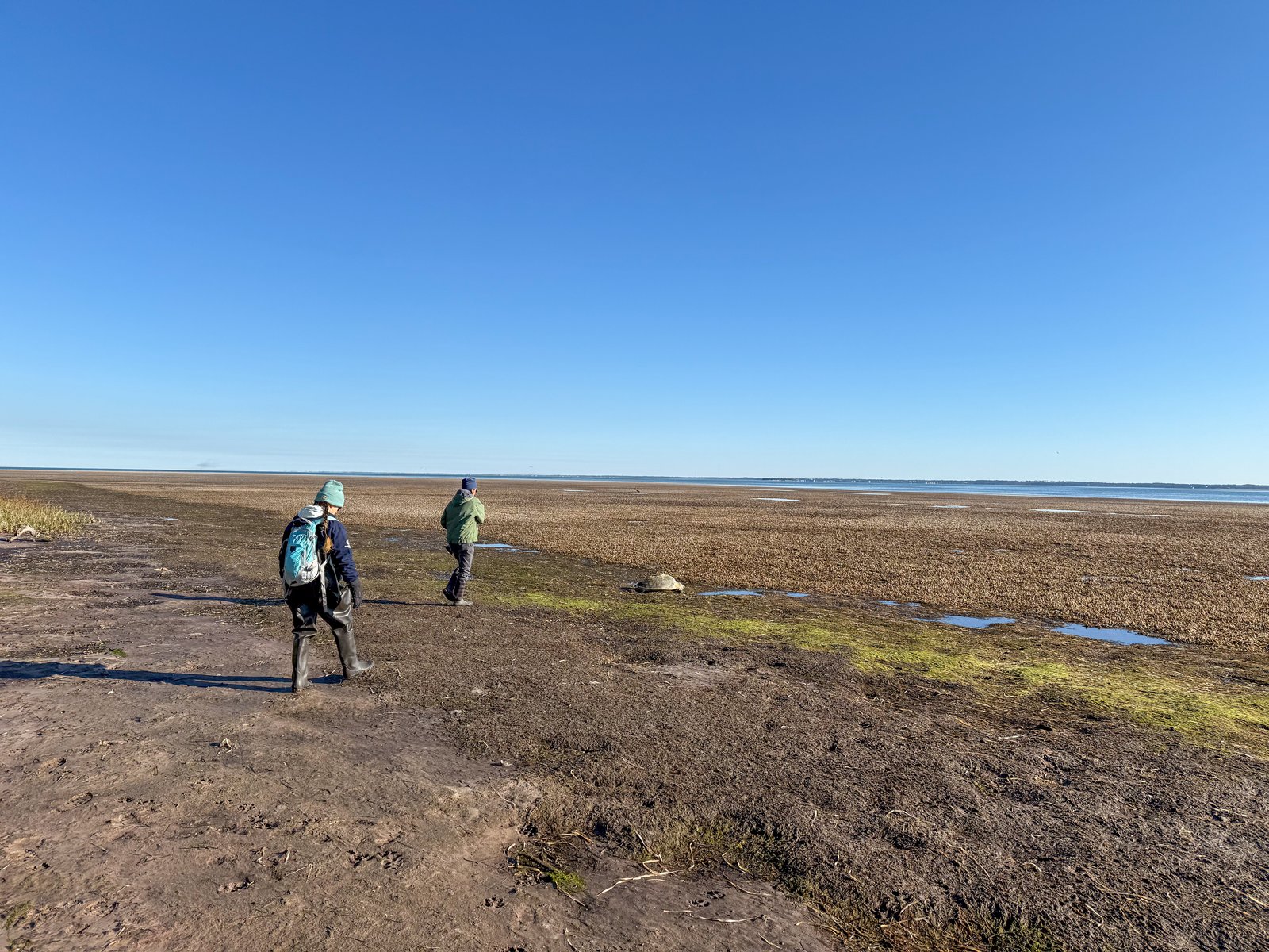 Responders approach a cold-stunned green turtle on a tidal flat