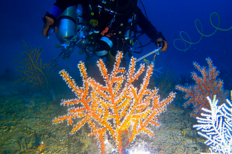 Diver Scott Mau samples Swiftia exserta coral