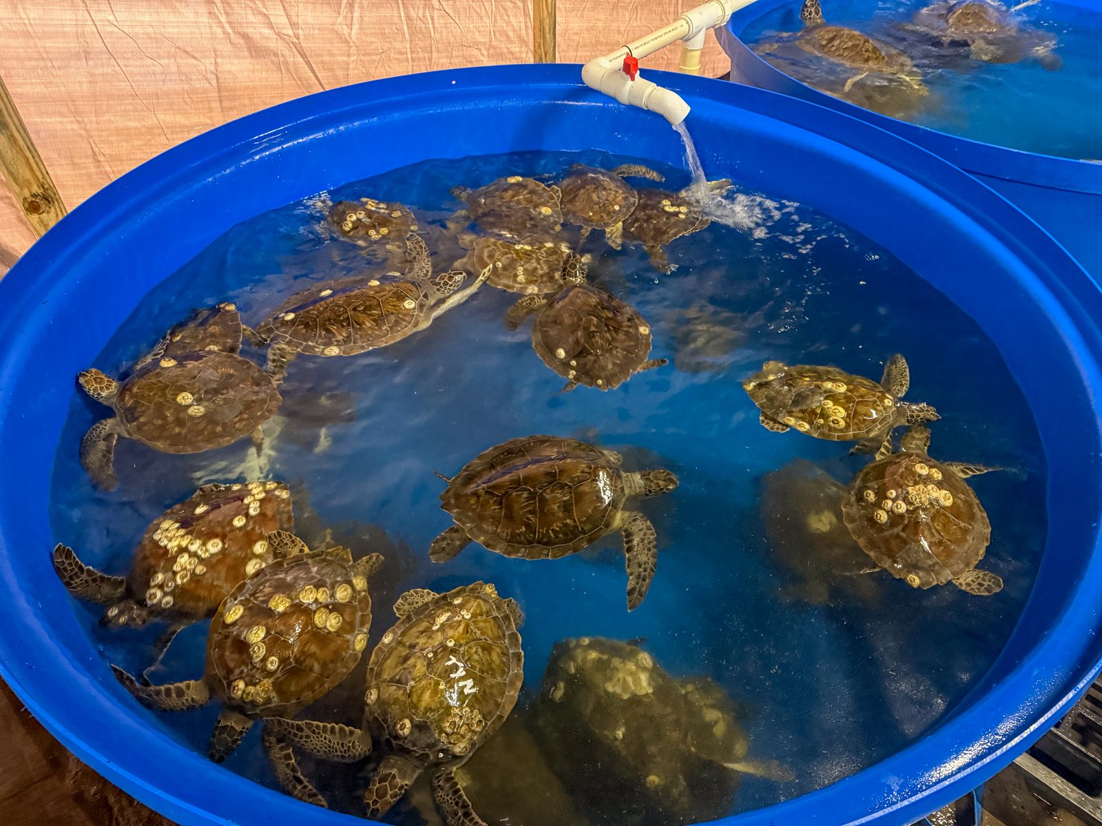 Juvenile green turtles swim tested before release