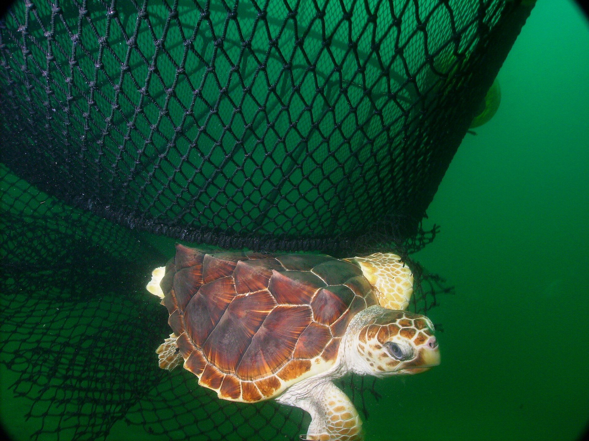 A loggerhead sea turtle swims free underwater through the escape opening of a fishing net