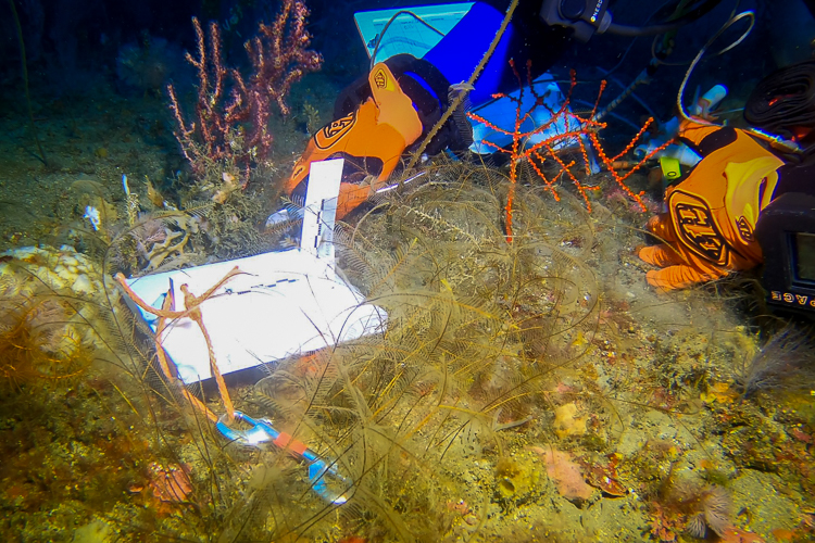 Diver measures Thesea nivea coral on the seafloor