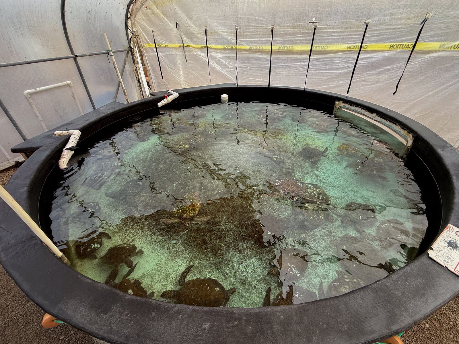 Cold-stunned green turtles recovering in a tank