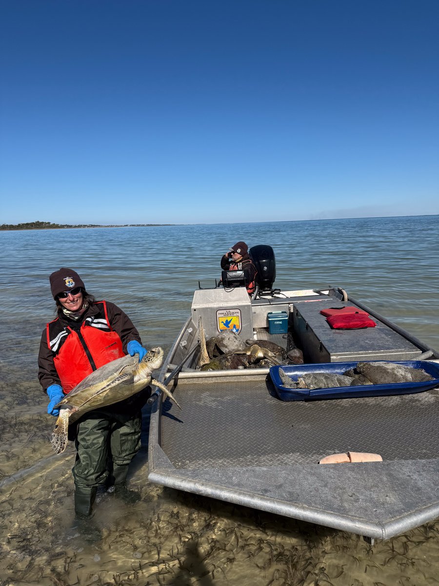 U.S. Fish and Wildlife Service staff rescue cold-stunned green turtles by boat
