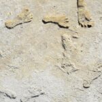 Seven fossil human footprints pressed into pale gypsum ground at White Sands National Park