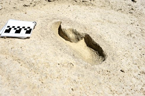 A large rounded fossil footprint of an extinct Harlan's ground sloth in white sediment