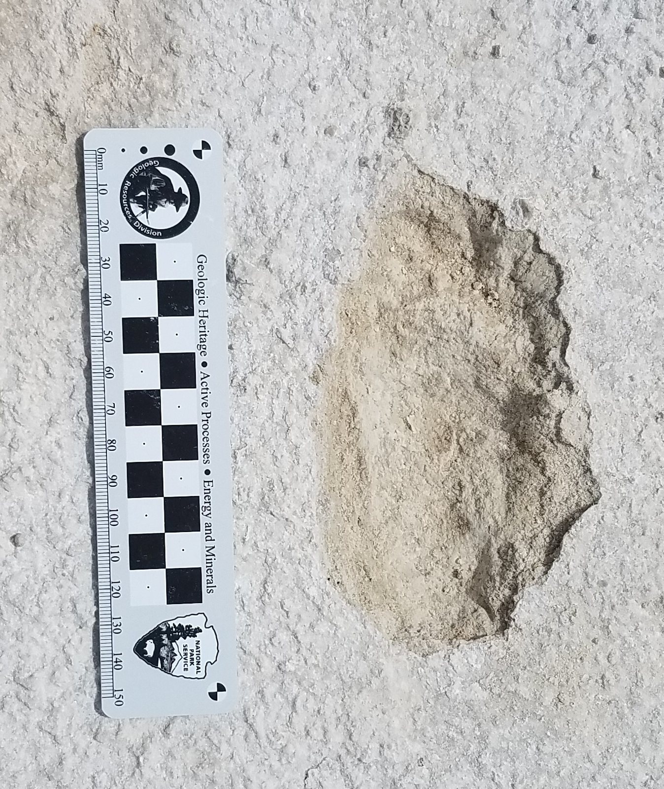 A small fossil footprint, about 137 millimeters long, beside a National Park Service measuring scale