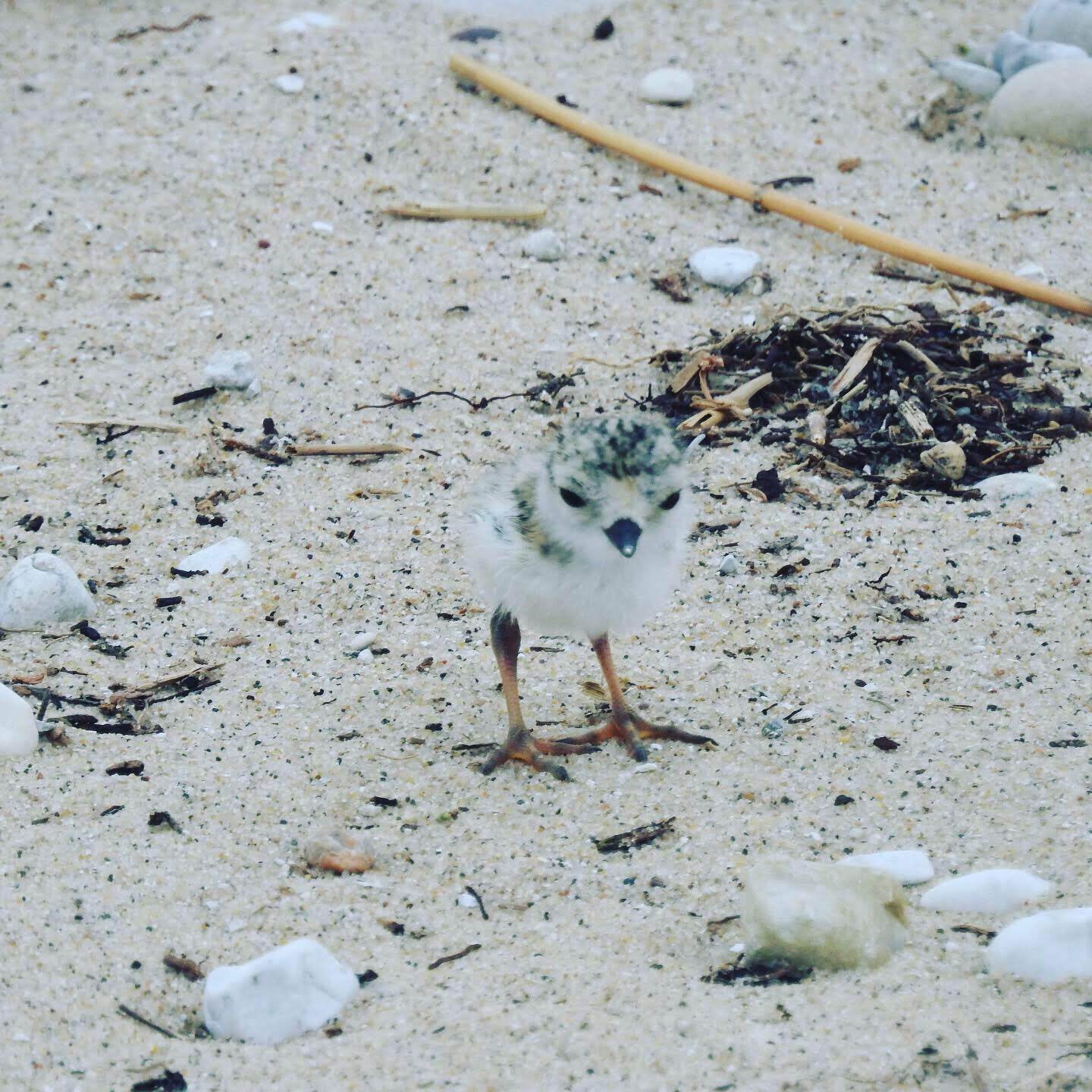 A fluffy piping plover chick with speckled salt-and-pepper down stands on a sandy beach